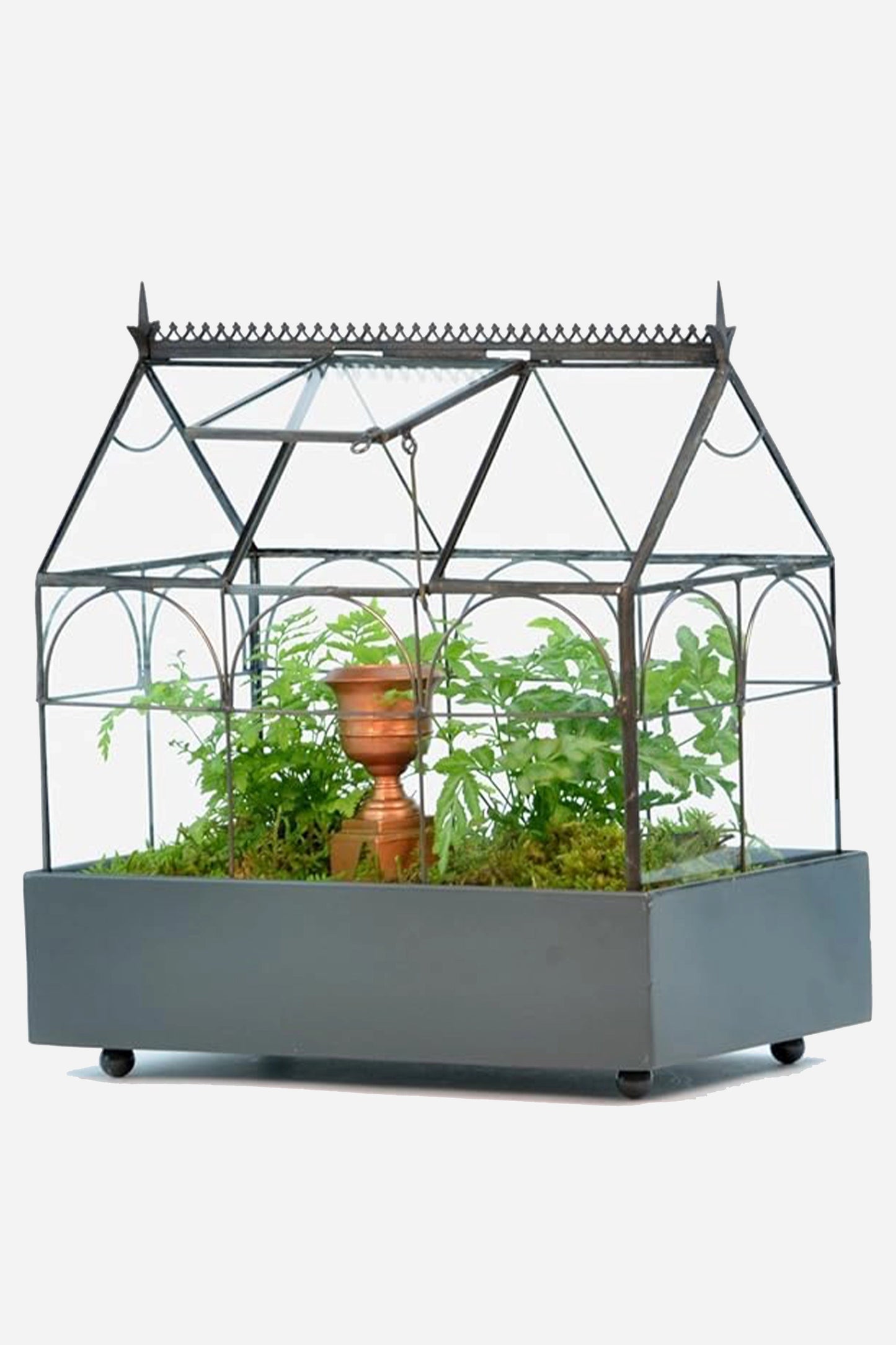 Glass Terrarium Wardian Case Indoor Planter for Succulents & Orchids - ILLUMEATerrarium Planter