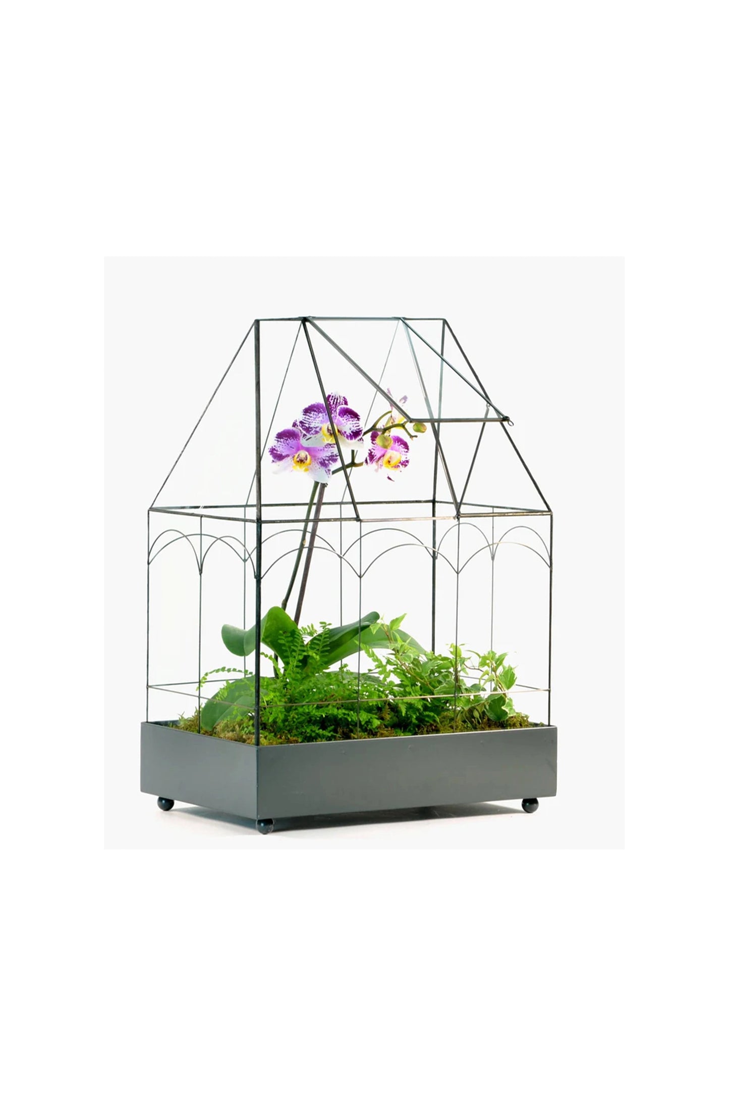 Wardian Case Terrarium Houseplant Container for Succulents & Small Plants - ILLUMEATerrarium Planter