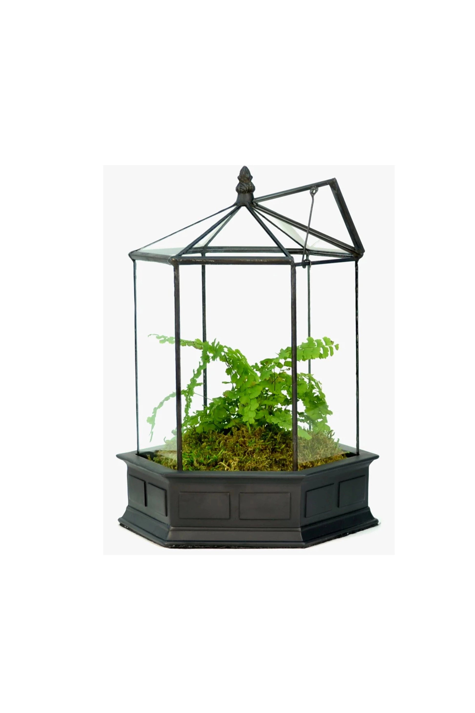 Glass Terrarium Wardian Case Plant Care container Indoor Planter